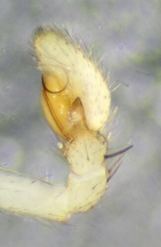 Swift Crab Spider