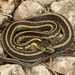 Common Garter Snake - Photo (c) Benjamin Genter, all rights reserved, uploaded by Benjamin Genter