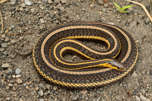 Butler's Garter Snake