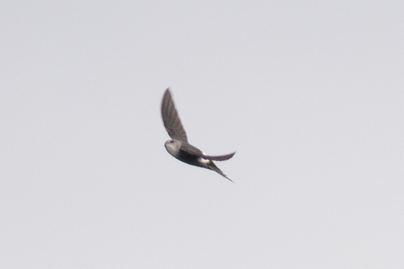 Salim Ali's Swift photo