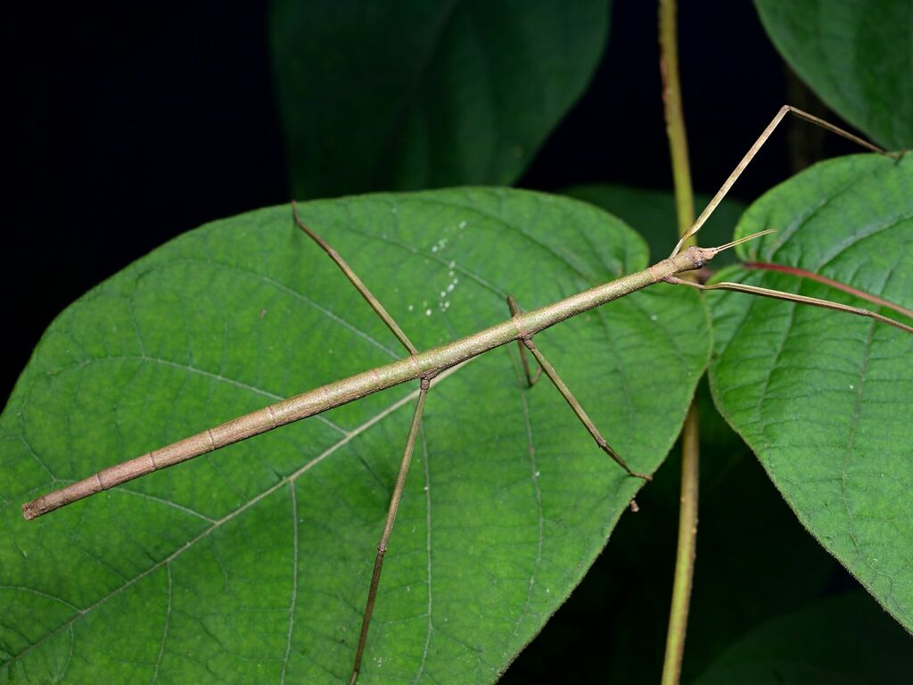branchlet stick-insects from 中国云南省西双版纳傣族自治州勐腊县 on July 22, 2024 at 09: ...
