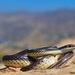 Western Patch-nosed Snake - Photo (c) theradrussian, all rights reserved