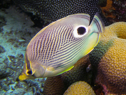 Four-eyed Butterflyfish