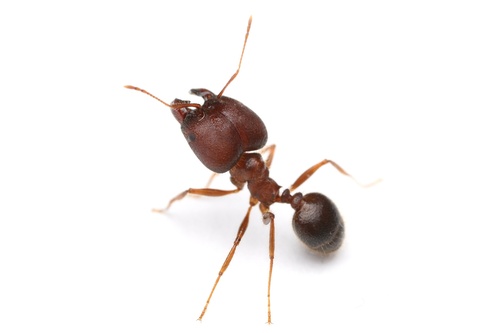 钝刺大头蚁Pheidole obtusospinosa
