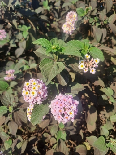 common lantana