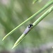 Mountain Bighorn Fly - Photo (c) Andrew Swenson, all rights reserved, uploaded by Andrew Swenson