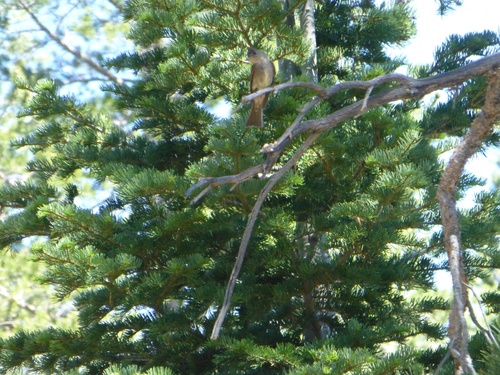 iNaturalist observation photo of Western Wood-Pewee