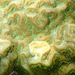 Coral Cerebro Nudoso - Photo (c) Logan Crees, todos los derechos reservados, subido por Logan Crees