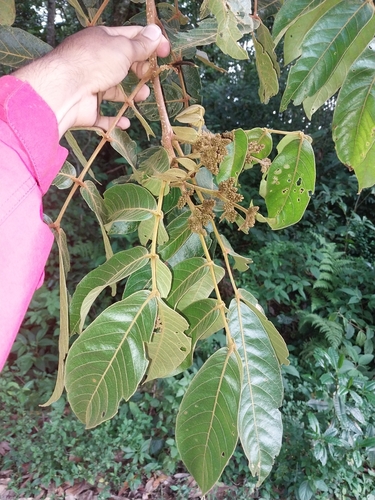 Inga micheliana