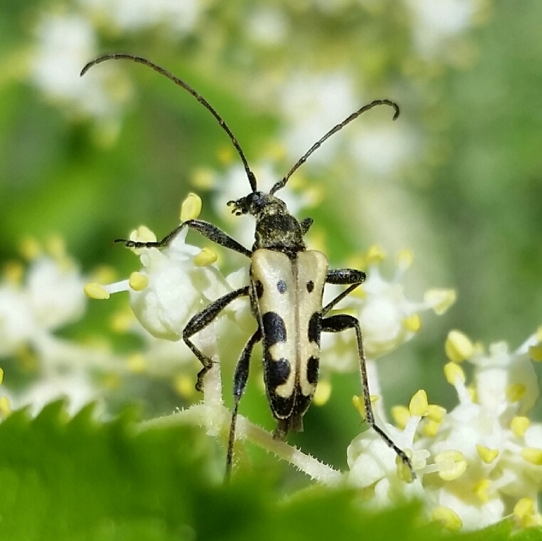 Mountain Wood Borer