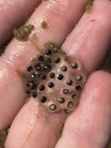Plains Spadefoot