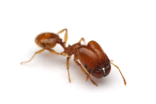 Pheidole cerebrosiorPheidole cerebrosior