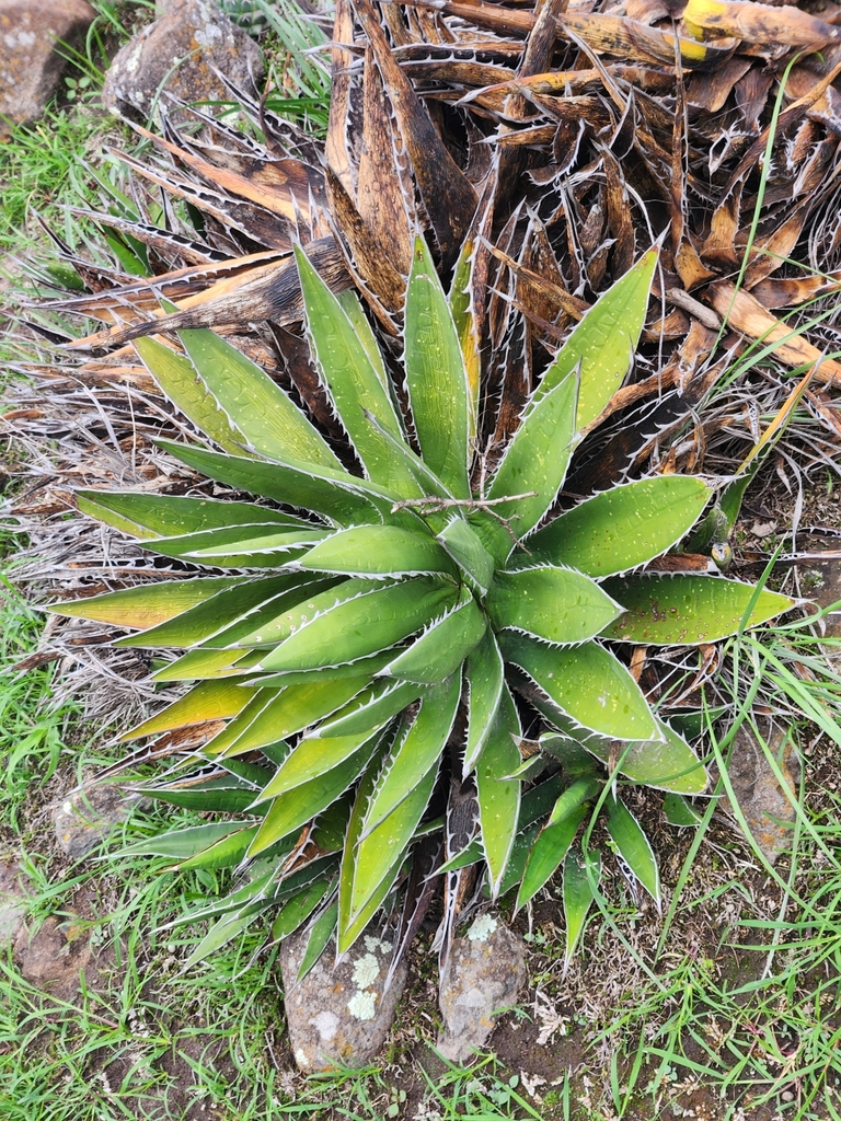 Agave albomarginata