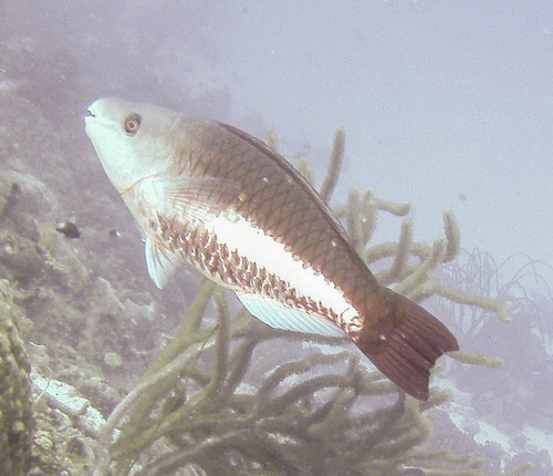 parrotfish, lovelyclemmy