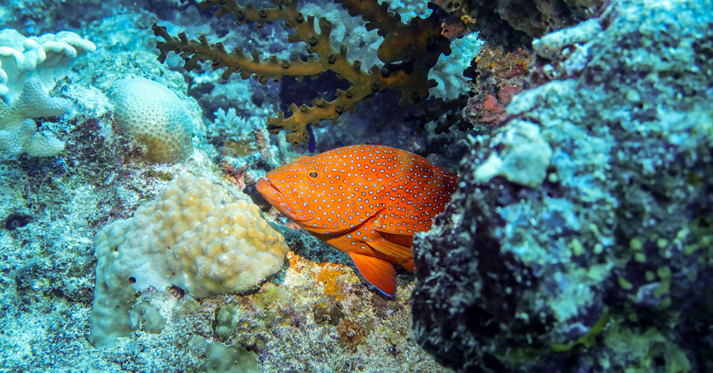 Coral Grouper