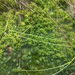 photo of Sphagnum Mosses (Sphagnum)