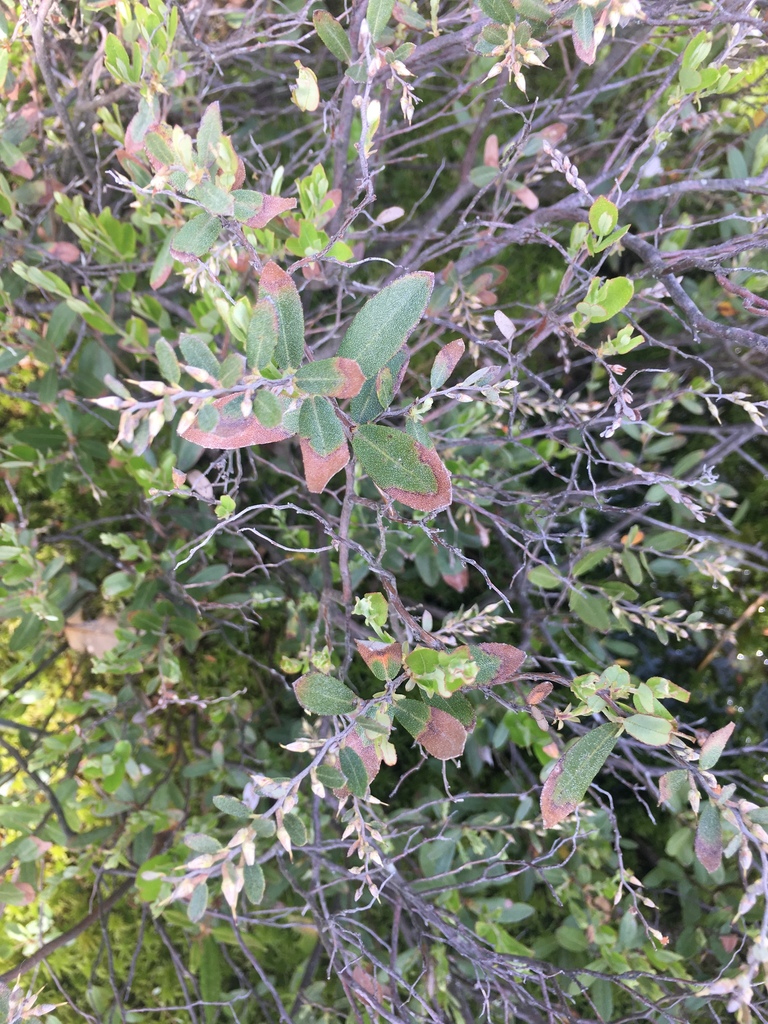 Blueberries Cranberries Huckleberries And Allies From