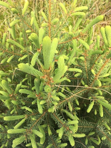 photo of Spruces (Picea)