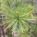 photo of Eastern White Pine (Pinus strobus)