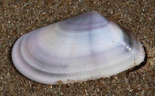 Wedge Clam