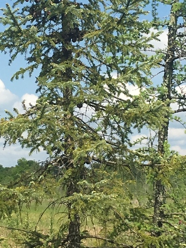 photo of Pine Family (Pinaceae)