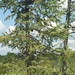 photo of Pine Family (Pinaceae)