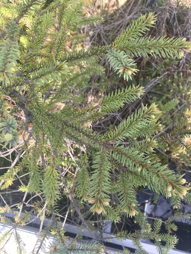 photo of Spruces (Picea)
