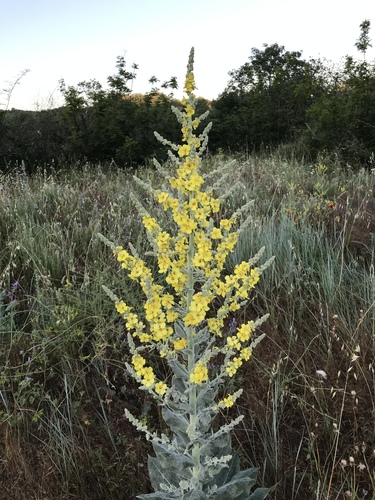 Hoary Mullein