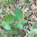 photo of Poison Ivies And Oaks (Toxicodendron)