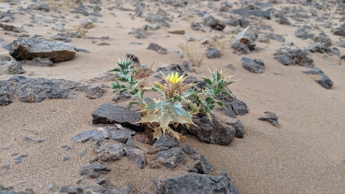 Atractylis babelii