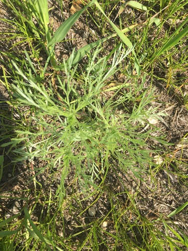 photo of Wormwood (Artemisia absinthium)