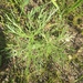 photo of Wormwood (Artemisia absinthium)