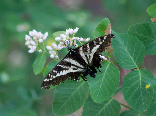 iNaturalist observation photo of Pale Swallowtail