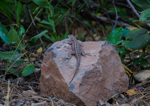 iNaturalist observation photo of Western Fence Lizard