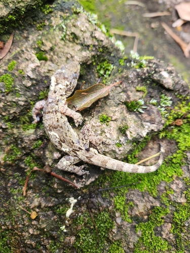 Chinese Narrow-disked Gecko