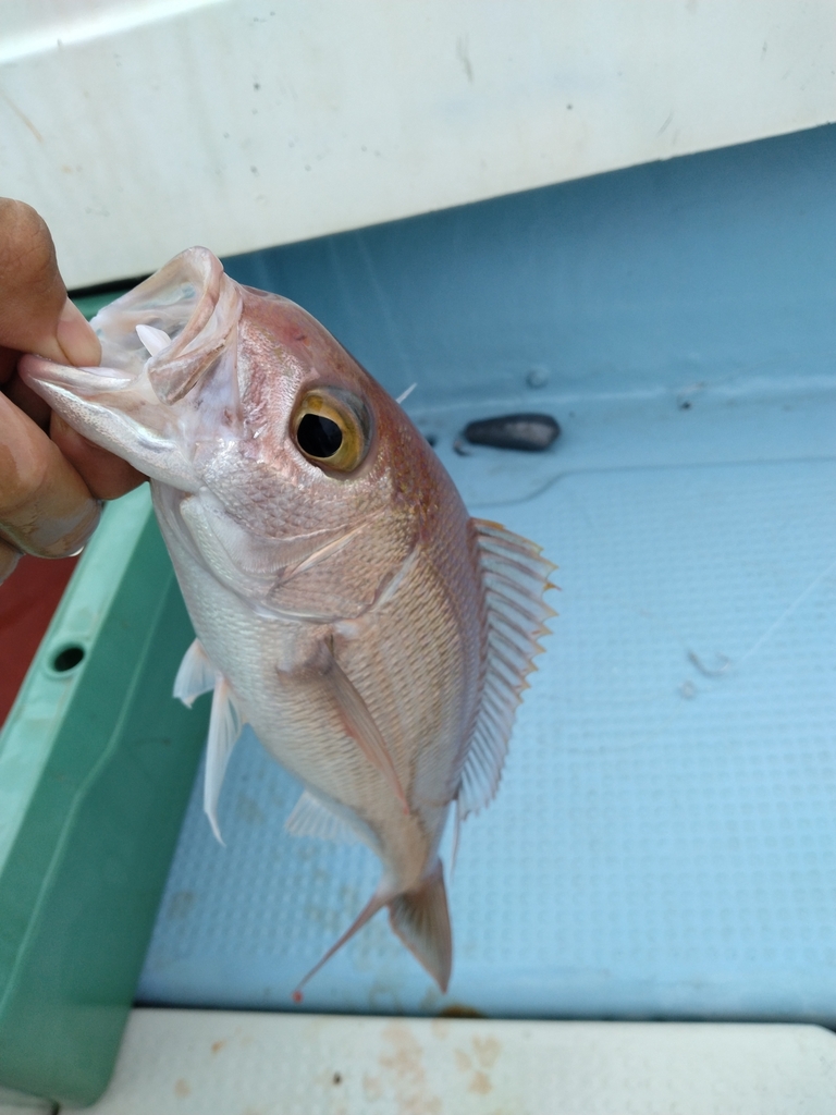 Rosey Snapper Rosy Snapper from 日本 on June 11, 2023 at 08:53 AM by SIV · iNaturalist