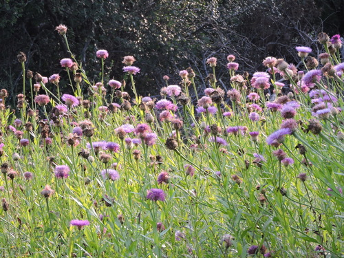 American basketflower