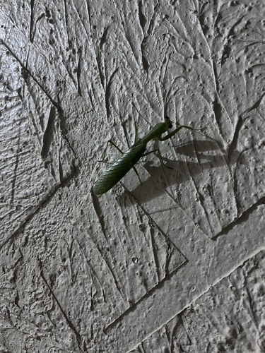 Flag Mantis