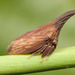 Widefooted Treehopper - Photo (c) Clarence Holmes, all rights reserved