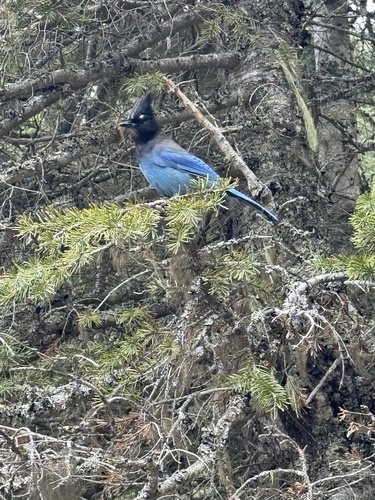 iNaturalist observation 2024-05-23