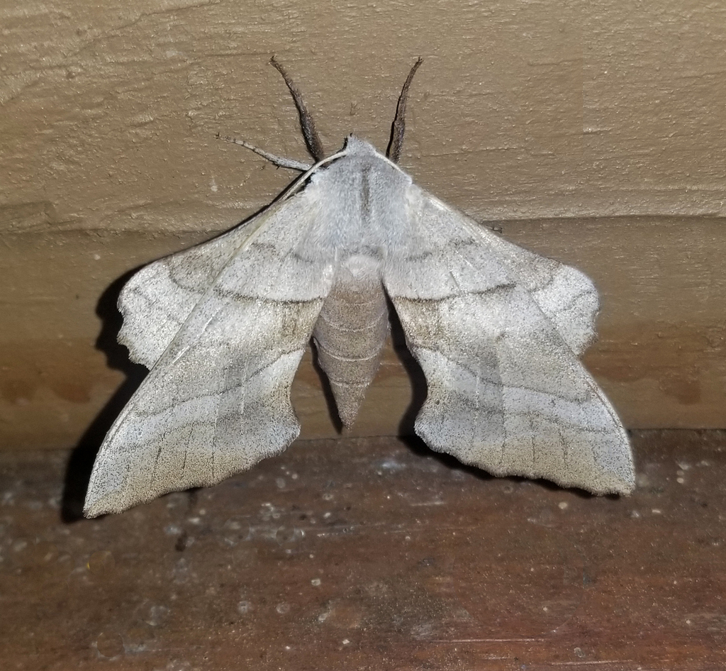Walnut Sphinx from Fentress County, TN, USA on July 23, 2024 at 08:53 ...