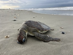 Loggerhead Sea Turtle