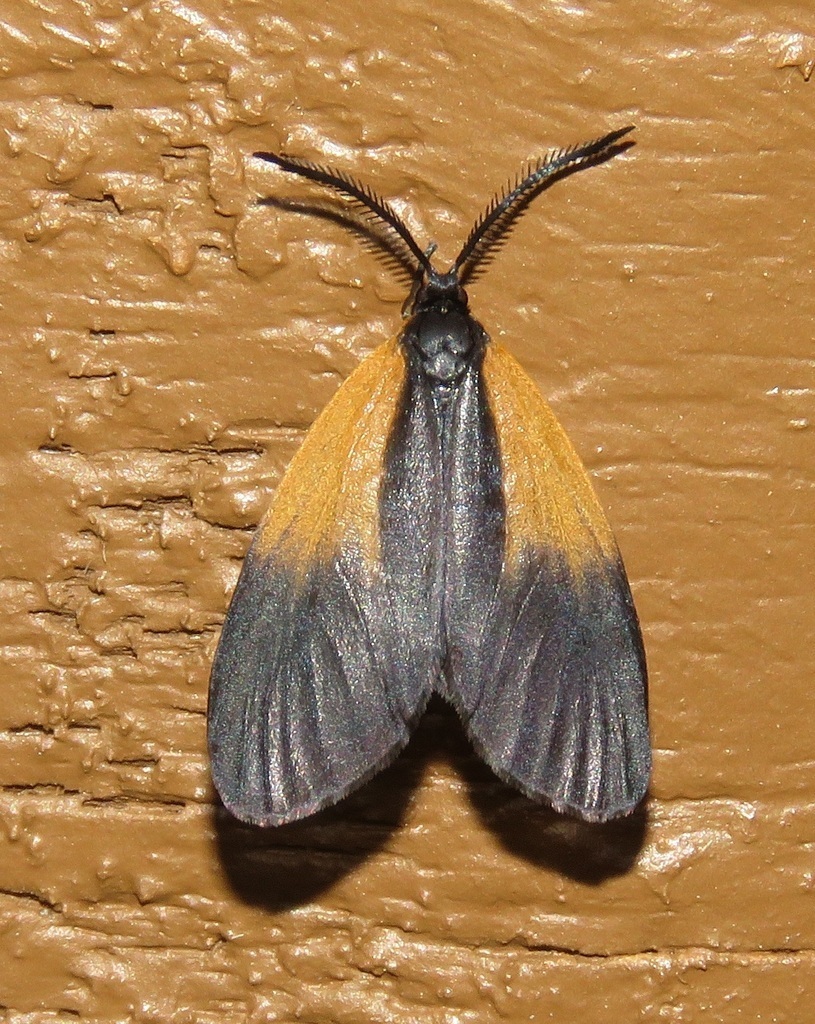 Orange-patched Smoky Moth from Fentress County, TN, USA on July 23 ...