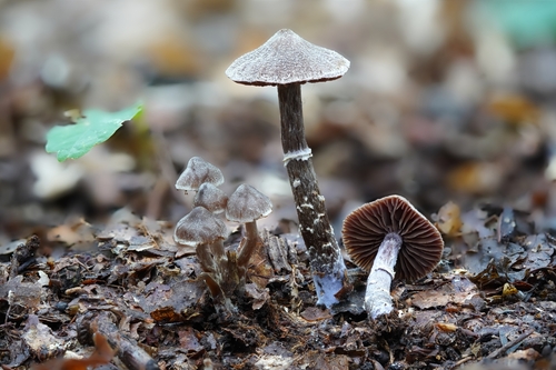 Cortinarius flexipes (Pers.) Fr.