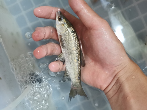 Black Carp