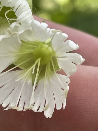 starry campion