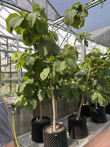 Giant Chinese-Hats (Karomia gigas)
