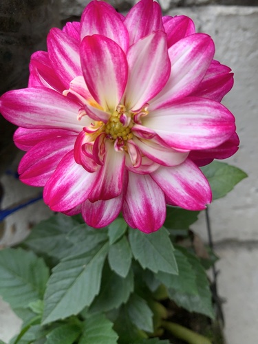 Garden Dahlia