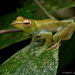 Dulit Flying Frog - Photo (c) Chien Lee, all rights reserved, uploaded by Chien Lee