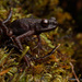 Murud Black Slender Toad - Photo (c) Chien Lee, all rights reserved, uploaded by Chien Lee
